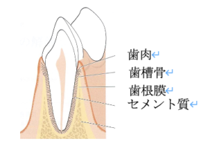 歯周組織